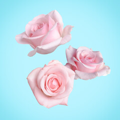 Beautiful pink roses falling on light blue background