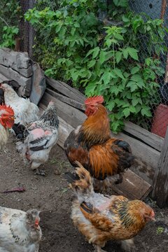 There are many different breeds of chickens and roosters. High quality photo
