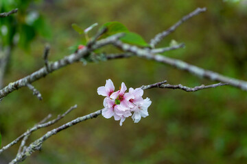 Cherry blossom 