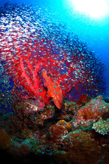 イソバナをすみかにしているユカタハタ