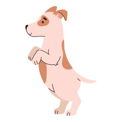 dog jack russell terrier