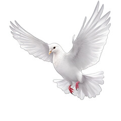 Fototapeta premium wedding doves isolated on white background