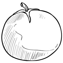 tomato handdrawn illustration