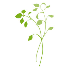 春の七草　はこべらのイラスト　chickweed