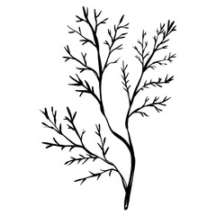spring leaf handdrawn illustration