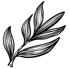 nature leaf handdrawn illustration