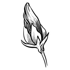 hibiscus flower buds handdrawn illustration