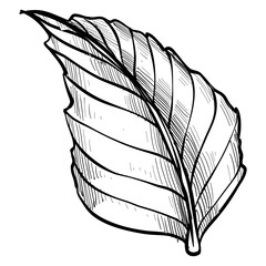 hibiscus leaf handdrawn illustration