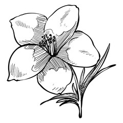 bartonia flower handdrawn illustration