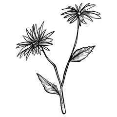 aster flower handdrawn illustration - obrazy, fototapety, plakaty