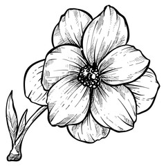 anemone flowers handdrawn illustration