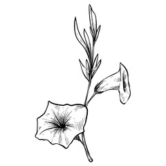 petunia flower handdrawn illustration