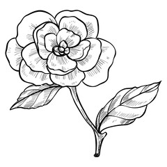 rose flower handdrawn illustration