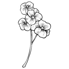 hydrangea flower handdrawn illustration