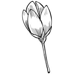 rose buds handdrawn illustration