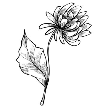 aster flower handdrawn illustration
