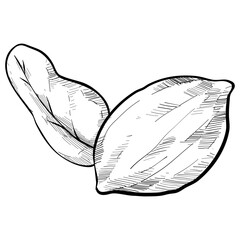 walnut handdrawn illustration