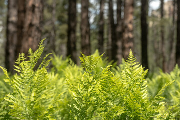 Ferns Cover Forest Ground Along the West Rim