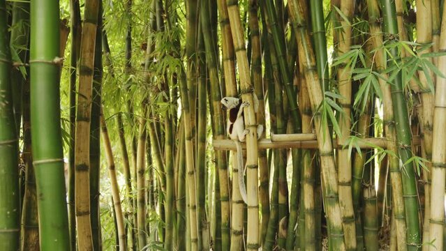 Lemur sifaka on the bamboo tree. Madagascar wildlife is beautiful. Black and white animal getting ready to jump.