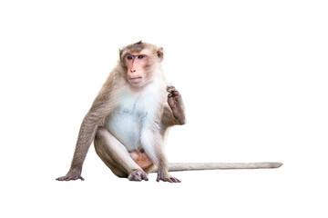 Monkey or Macaca in nature forest, sitting waiting, lonely and using legs scratch body. Relax alone on outdoor, cute, funny and happy. Isolated on white background with clipping path and transparent