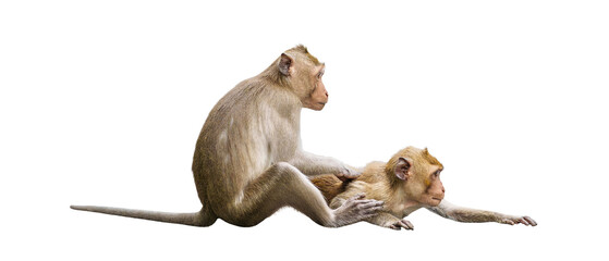 Couple monkeys or macaca take care of their lover closeup. It scratch your back, cleans, looks...