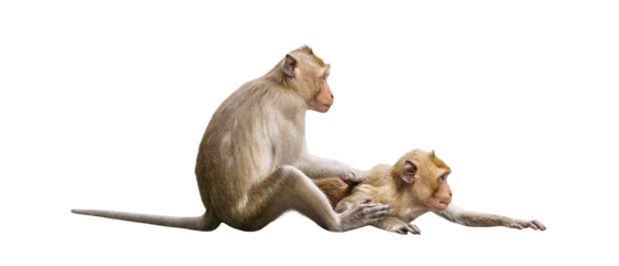 Couple monkeys or macaca take care of their lover closeup. It scratch your back, cleans, looks warm, cute, enjoy, funny, in love and happy. Isolated on white background with clipping path, transparent