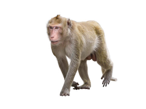 Monkey or Macaca in nature forest, it standing position looked full body elegant, walk forward alone on outdoor, cute, funny and happy. Isolated on white background with clipping path and transparent