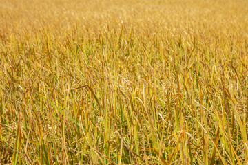 golden rice field at Pahalgam, Jammu Kashmir,India.