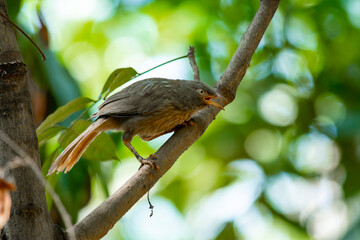 Yellow billed babbler
