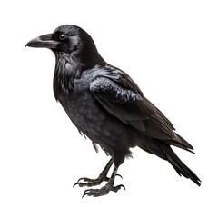 raven,black raven isolated on transparent background,transparency  