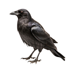 raven,black raven isolated on transparent background,transparency  