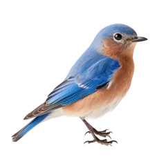 Foto op Canvas eastern bluebird isolated on transparent background,transparency   © SaraY Studio 