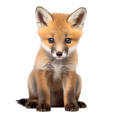 fox cub,baby fox,cute little red fox cub isolated on transparent background,transparency 