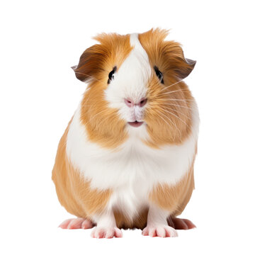 gatsby rat isolated on transparent background,transparency 