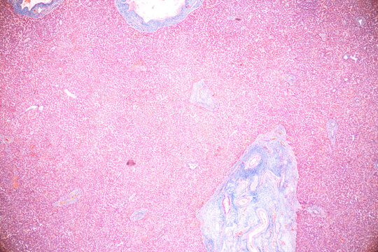 Human nervous system under the microscope in Lab.