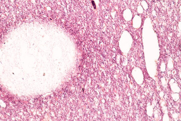 Human nervous system under the microscope in Lab.