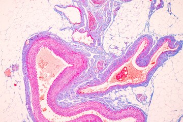 Human nervous system under the microscope in Lab.