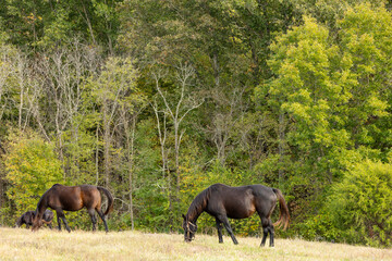 Naklejka na ściany i meble Three bay horses grazing in a pasture with a backdrop of trees.