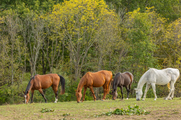 A herd of four, bay, chestnut, and gray horses grazing in a pasture with a backdrop of trees.