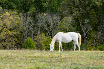 Obraz na płótnie Canvas An older white horse grazing in a pasture with trees in the background. 