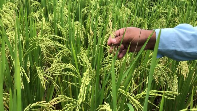 Researcher hand pointing to Rice blast caused by fungus and bacteria that plagues rice crops worldwide, Blast disease destroys between 10 and 35 percent of the world rice harvest each year.