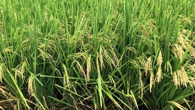  Rice blast caused by fungus and bacteria that plagues rice crops worldwide. Blast disease destroys between 10 and 35 percent of the world rice harvest each year.