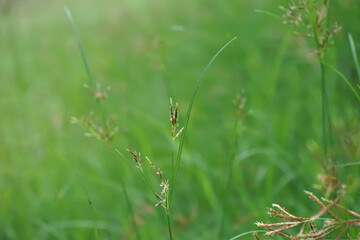 Grass green grass in a field looks nice