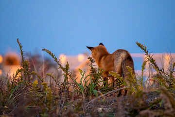 Jersey Shore Fox 4