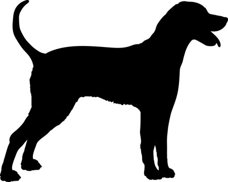 Rhodesian Ridgeback Dog silhouette dog breeds logo dog monogram logo dog face vector
SVG PNG EPS