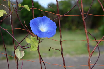 Fototapeta na wymiar Blue morning glory (Ipomea tricolor) 'Heavenly Blue'. Convolvulaceae perennial plants native to tropical America. Background material of seasonal flowers.