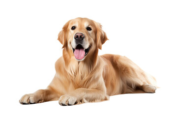 Olden Retriever lying, panting, 11 years old, isolated on white