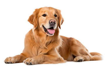 Olden Retriever lying, panting, 11 years old, isolated on white