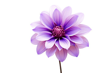 Fototapeta premium Purple flower isolated on white