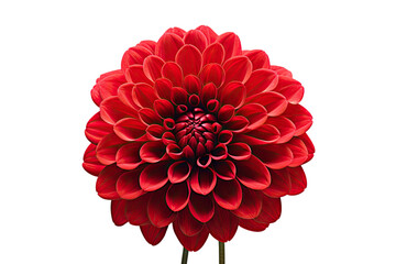 Red flower on a white background - Powered by Adobe